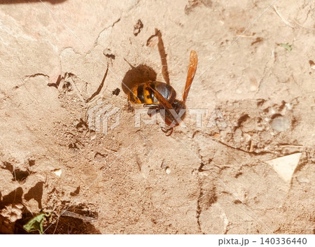 European Hornet Resting on Dry Cracked Soil CloseUp Wildlife Photography European Hornet Resting on Dry Cracked Soil CloseUp Wildlife Photography 140336440