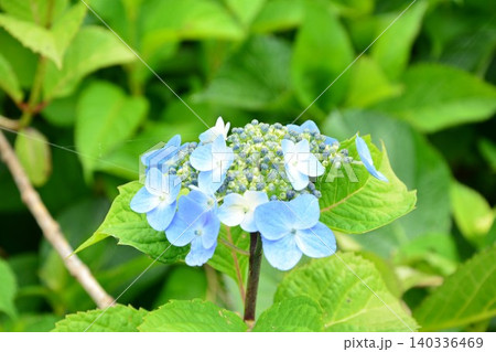 ガクアジサイの花 140336469