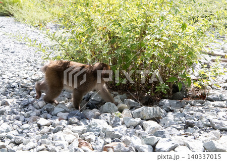 河原で寛ぐ野生の猿 140337015