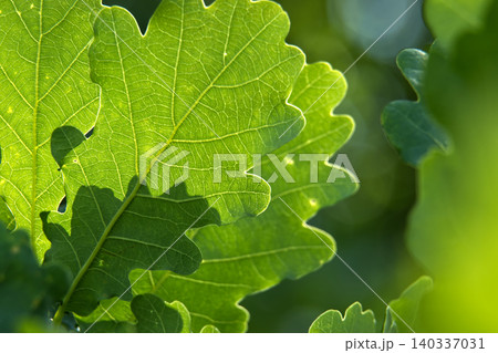 Close-up of vibrant green oak leaves backlit by the sun, showcasing intricate vein patterns Close-up of vibrant green oak leaves backlit by the sun, showcasing intricate vein patterns 140337031