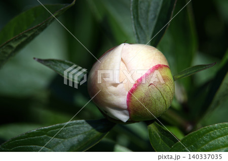 Delicate peony bud poised to bloom, showcasing its soft petals and green sepals Delicate peony bud poised to bloom, showcasing its soft petals and green sepals 140337035