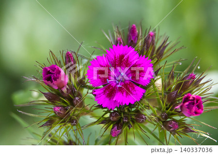 Vibrant pink Dianthus barbatus flower blooming with buds against a soft green background Vibrant pink Dianthus barbatus flower blooming with buds against a soft green background 140337036