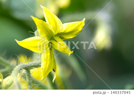 Bright yellow tomato flower with delicate petals and fuzzy stem in soft focus Bright yellow tomato flower with delicate petals and fuzzy stem in soft focus 140337045