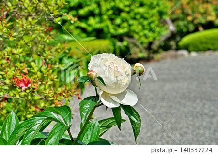 白いシャクヤクの花(春、四月) 白いシャクヤクの花(春、四月) 140337224