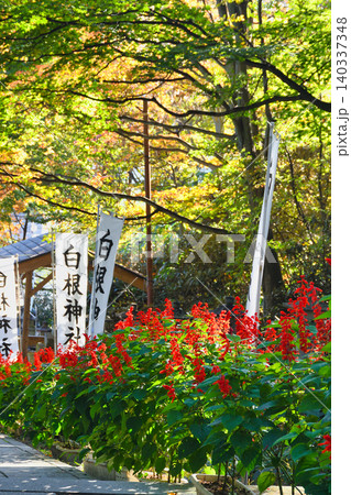 草津温泉 白根神社 美しい秋の紅葉の境内 (群馬県吾妻郡草津町) 草津温泉 白根神社 美しい秋の紅葉の境内 (群馬県吾妻郡草津町) 140337348