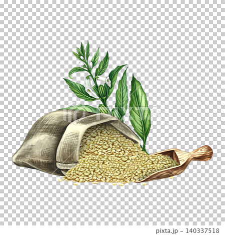 White sesame seeds in burlap and wooden scoop, sesame stalk with leaves, pods, and flowers. Hand-drawn watercolor illustration. Perfect for labels, packaging, posters, banners, menus, and more White sesame seeds in burlap and wooden scoop, sesame stalk with leaves, pods, and flowers. Hand-drawn watercolor illustration. Perfect for labels, packaging, posters, banners, menus, and more 140337518
