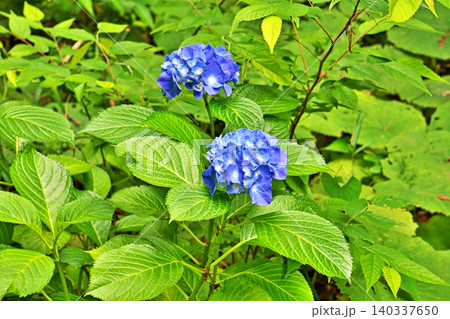 青いアジサイの花（夏、六月） 140337650