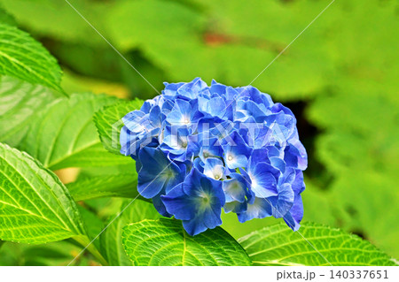 青いアジサイの花(夏、六月) 青いアジサイの花(夏、六月) 140337651