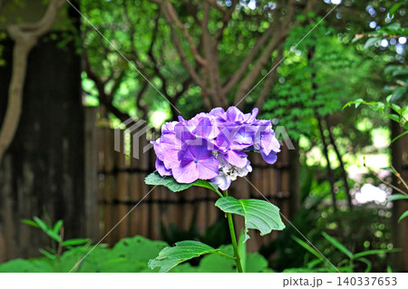 紫色のアジサイの花（夏、六月） 140337653