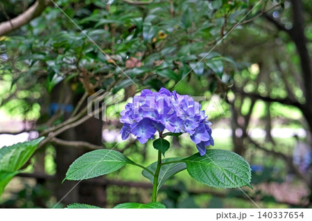 青いアジサイの花(夏、六月) 青いアジサイの花(夏、六月) 140337654
