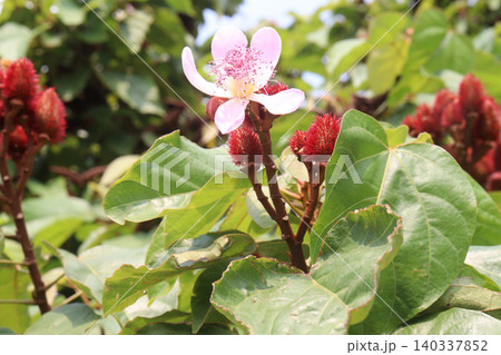 achiote on tree for harvest achiote on tree for harvest 140337852