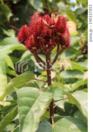 achiote on tree for harvest achiote on tree for harvest 140337853