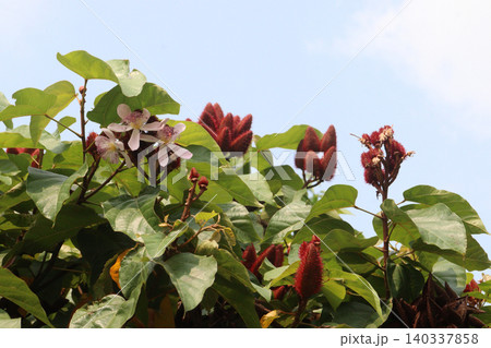 achiote on tree for harvest achiote on tree for harvest 140337858