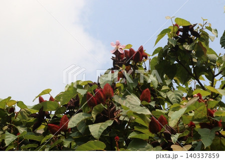 achiote on tree for harvest achiote on tree for harvest 140337859