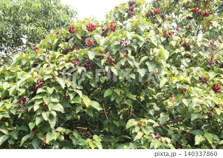 achiote on tree for harvest achiote on tree for harvest 140337860