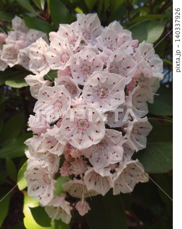 可憐な白い花が咲く植物のクローズアップ 可憐な白い花が咲く植物のクローズアップ 140337926