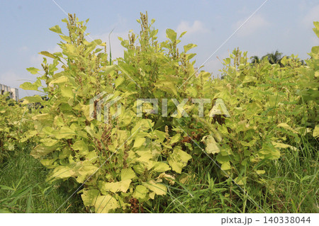 Amaranthus viridis on farm for sell 140338044