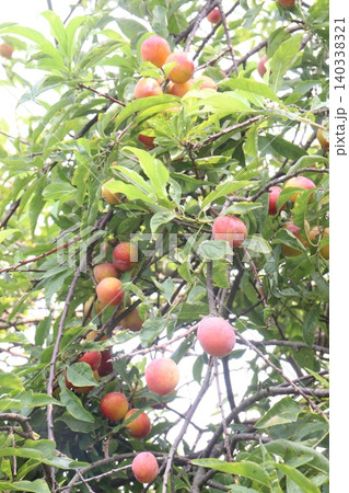 Apricot on tree in farm for harvest are cash crops 140338321