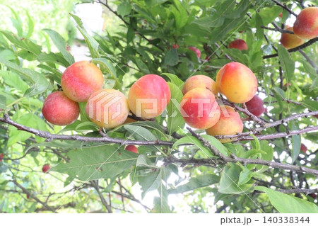 Apricot on tree in farm for harvest are cash crops 140338344