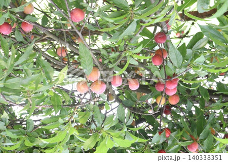 Apricot on tree in farm for harvest are cash crops Apricot on tree in farm for harvest are cash crops 140338351