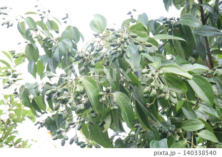 Cinnamomum tamala berries on tree in farm 140338540