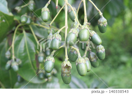 Cinnamomum tamala berries on tree in farm Cinnamomum tamala berries on tree in farm 140338543