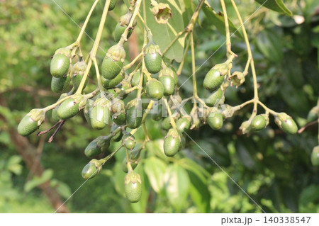 Cinnamomum tamala berries on tree in farm Cinnamomum tamala berries on tree in farm 140338547