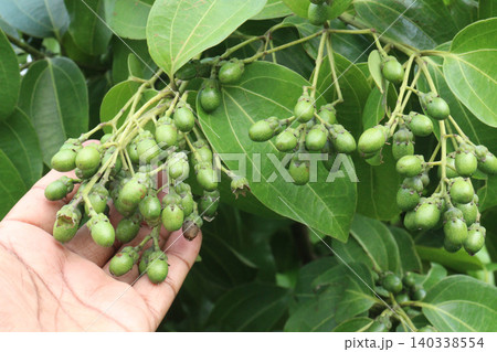 Cinnamomum tamala berries on tree in farm Cinnamomum tamala berries on tree in farm 140338554