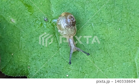 葉上にいた小さなカタツムリ 葉上にいた小さなカタツムリ 140338604