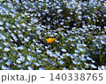 ネモフィラとオレンジの花 140338765