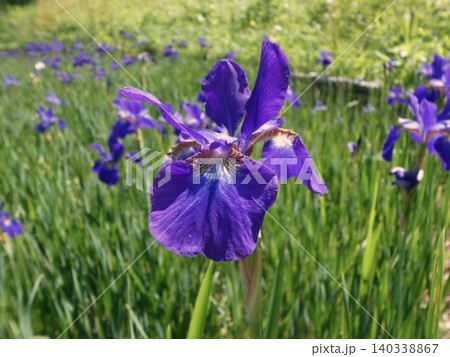 紫色のアヤメが咲く初夏の花風景 紫色のアヤメが咲く初夏の花風景 140338867