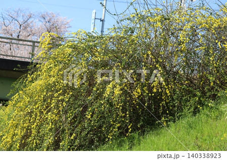 春の川岸に咲く黄色いウンナンオウバイ(オウバイモドキ)の花 春の川岸に咲く黄色いウンナンオウバイ(オウバイモドキ)の花 140338923