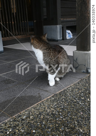 愛らしいのら猫の後ろ姿 愛らしいのら猫の後ろ姿 140338974