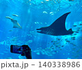 水族館で泳ぐ魚の写真を撮る姿 140338986