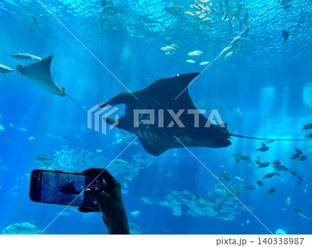 水族館で泳ぐ魚の写真を撮る姿 水族館で泳ぐ魚の写真を撮る姿 140338987