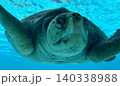 ウミガメのドアップ 140338988