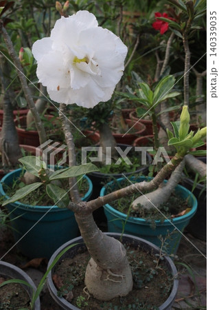 Adenium flower plant on nursery Adenium flower plant on nursery 140339035