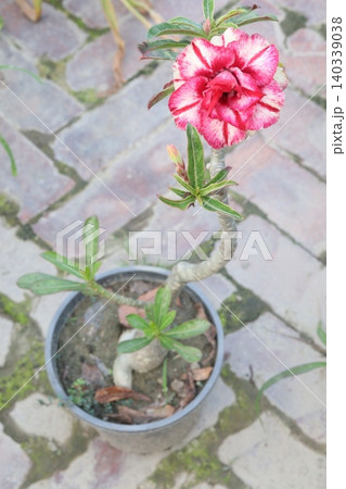 Adenium flower plant on nursery Adenium flower plant on nursery 140339038