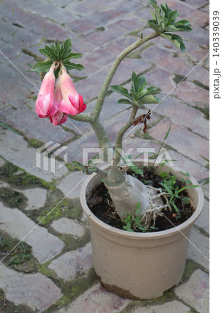 Adenium flower plant on nursery Adenium flower plant on nursery 140339039