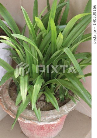 Lily of the Nile, Agapanthus flower plant on farm Lily of the Nile, Agapanthus flower plant on farm 140339166