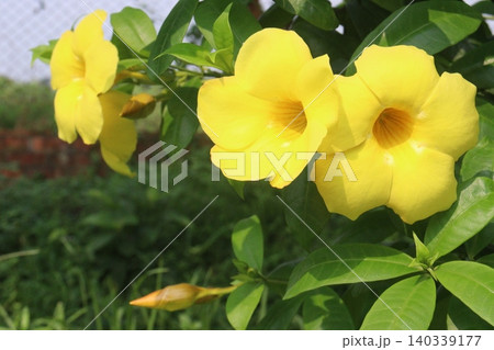 Allamanda flower on tree in farm Allamanda flower on tree in farm 140339177