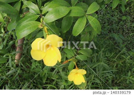 Allamanda flower on tree in farm Allamanda flower on tree in farm 140339179