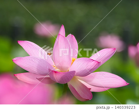 蓮の花のある風景 140339223