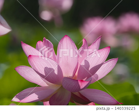 優雅に咲く蓮の花 140339225