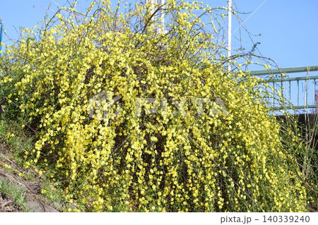 春の川岸に咲く黄色いウンナンオウバイ(オウバイモドキ)の花 春の川岸に咲く黄色いウンナンオウバイ(オウバイモドキ)の花 140339240