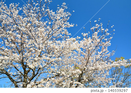 青空と桜（皇居千鳥ヶ淵緑道） 140339297