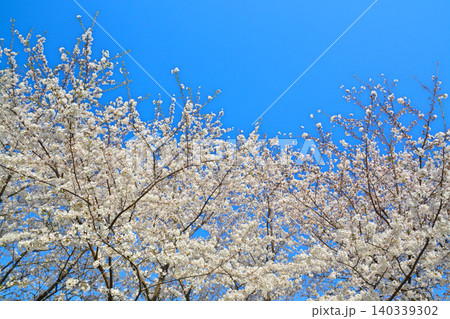 青空と桜(皇居千鳥ヶ淵緑道) 青空と桜(皇居千鳥ヶ淵緑道) 140339302