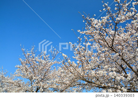 青空と桜（皇居千鳥ヶ淵緑道） 140339303