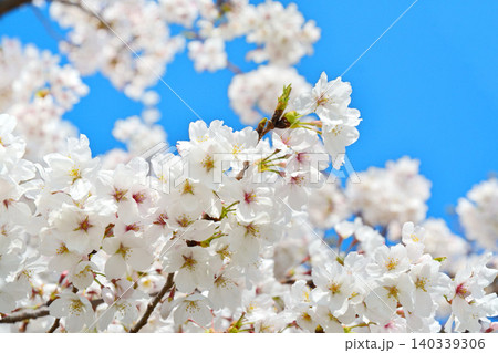 青空と桜（皇居千鳥ヶ淵緑道） 140339306
