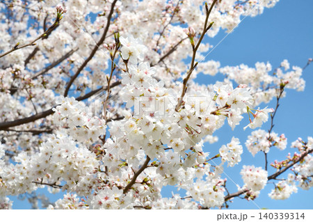 青空と桜(皇居千鳥ヶ淵緑道) 青空と桜(皇居千鳥ヶ淵緑道) 140339314